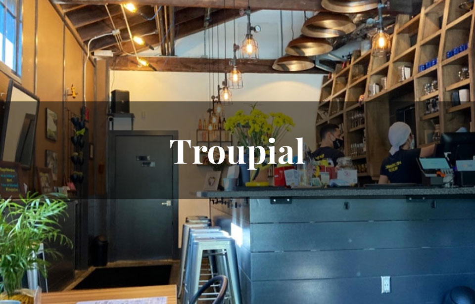 Troupial